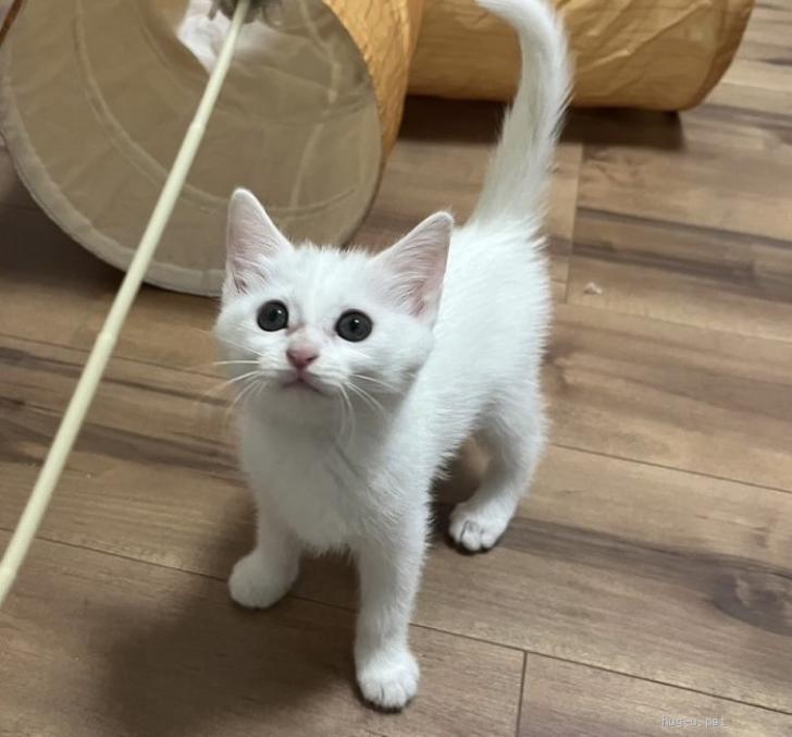 猫の里親募集】千葉県・雑種・とろけるような可愛さ 白猫 家族募集（ID