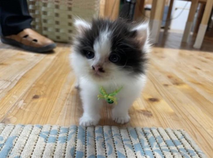 猫の里親募集】茨城県・雑種・長毛幸せを呼ぶオッドアイ 人馴れ抜群