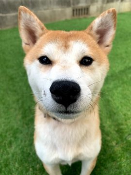 犬 岡山県 柴犬の里親募集一覧 ハグー みんなのペット里親情報