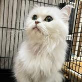 チンチラペルシャ