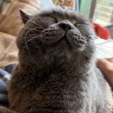 スコティッシュフォールド