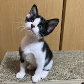 雑種