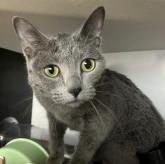 ロシアンブルー