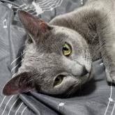 ロシアンブルー