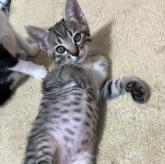 雑種