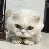 スコティッシュフォールド