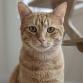 雑種