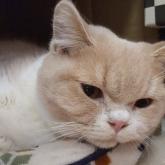 スコティッシュフォールド