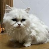 チンチラペルシャ