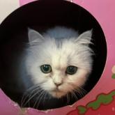 チンチラペルシャ