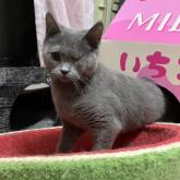 ブリティッシュショートヘア