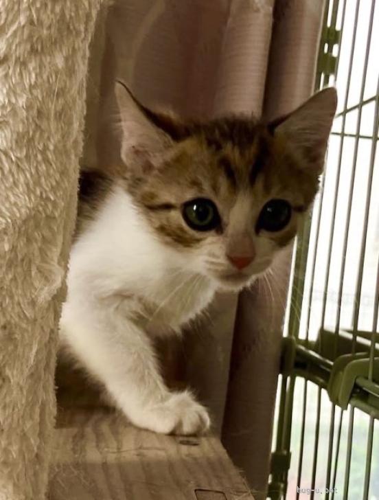 猫の里親募集】静岡県・雑種・健気なミケちゃん✨全てを受け入れて