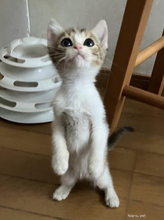 猫の里親募集】静岡県・雑種・健気なミケちゃん✨全てを受け入れて