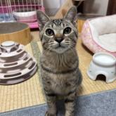 雑種