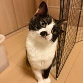 雑種