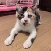 雑種