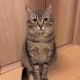 雑種