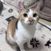 雑種