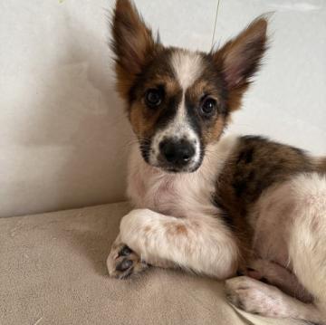 千葉犬 51URL80238L._AC_UF350,