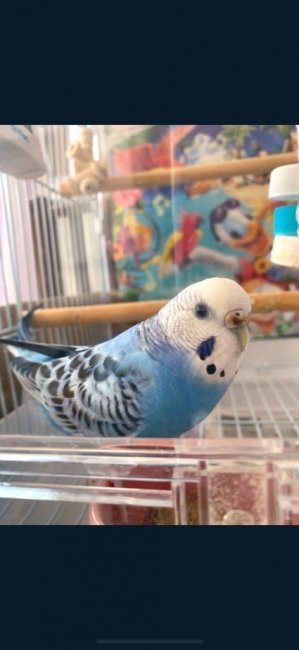 鳥 インコの里親募集一覧 ハグー みんなのペット里親情報