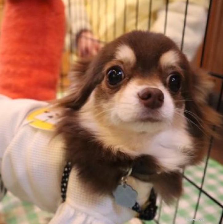 犬の里親募集】神奈川県・チワワ(ロング)・怖がりなチワワ♀タフィー