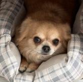 チワワ(ロング)