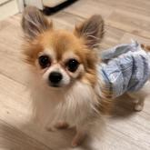 チワワ(ロング)