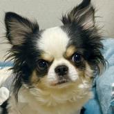 チワワ(ロング)