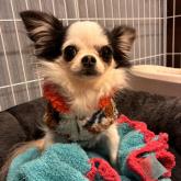 チワワ(ロング)