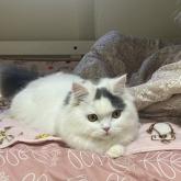 スコティッシュフォールド