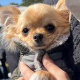 チワワ(ロング)