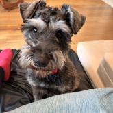 ミニチュアシュナウザー