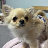 チワワ(ロング)