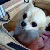 チワワ(ロング)