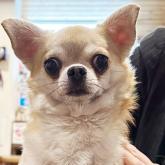 チワワ(スムース)