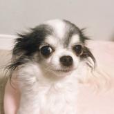 チワワ(ロング)