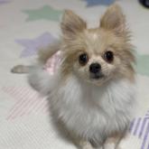 ポメラニアン
