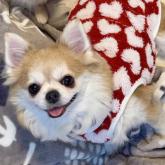 チワワ(ロング)