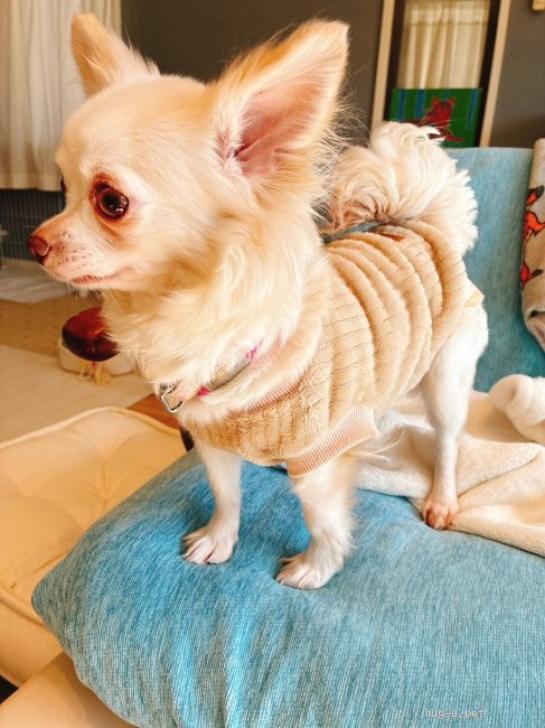 犬の里親募集】神奈川県・チワワ(ロング)・人が大好きなチワワ♀ましろ