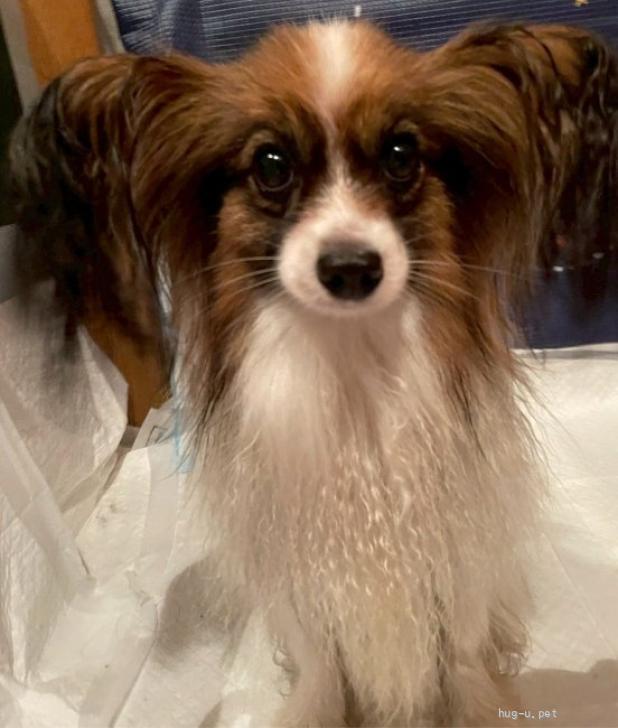 犬の里親募集】神奈川県・パピヨン・フレンドリーなパピヨン♀みや