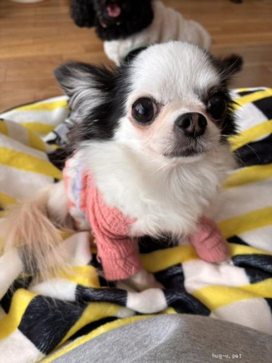 犬の里親募集】神奈川県・チワワ(ロング)・人懐こいチワワ♀すずめ