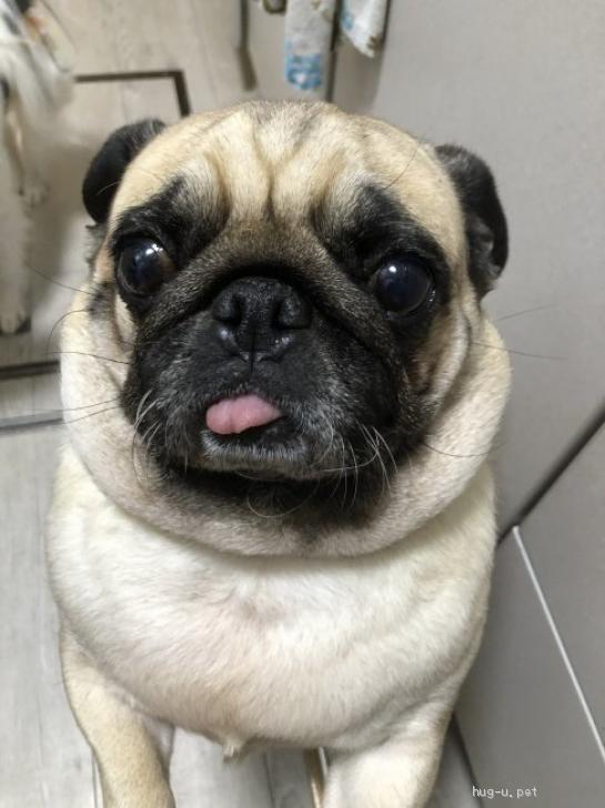 犬の里親募集】神奈川県・パグ・甘ったれなパグ♀サクラちゃん（ID