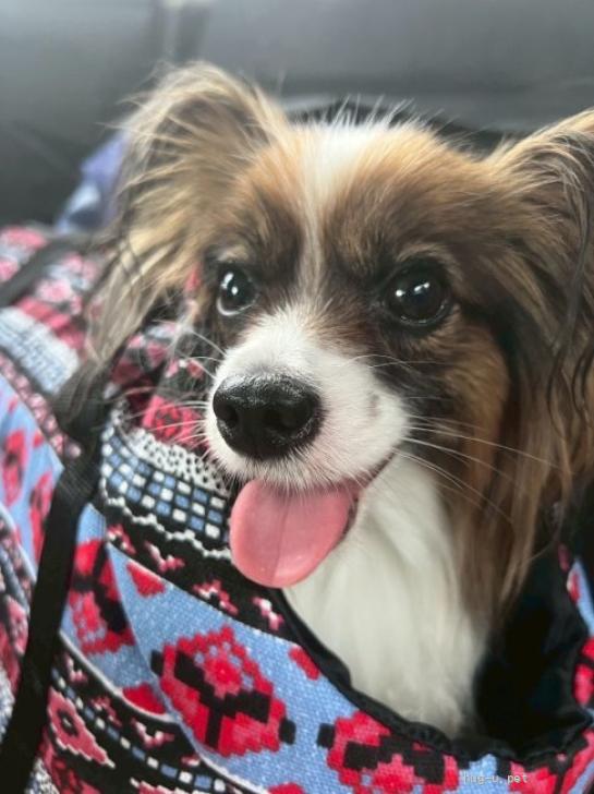 犬の里親募集】神奈川県・パピヨン・フレンドリーなパピヨン♀みや