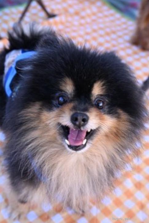 犬の里親募集】神奈川県・ポメラニアン・人懐こくて活発なポメラニアン