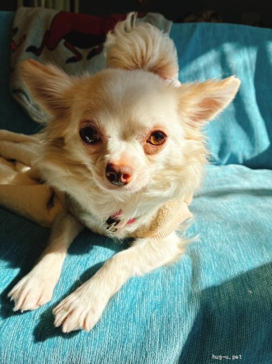 犬の里親募集】神奈川県・チワワ(ロング)・人が大好きなチワワ♀ましろ