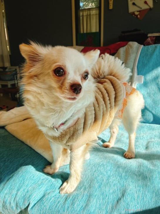 犬の里親募集】神奈川県・チワワ(ロング)・人が大好きなチワワ♀ましろ