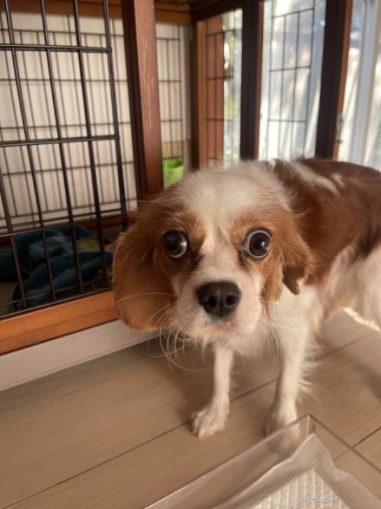 犬の里親募集】神奈川県・キャバリア・穏やかなキャバリア♀ 3歳