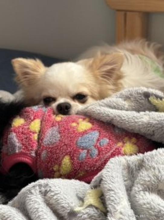 犬の里親募集】神奈川県・チワワ(ロング)・慎重派チワワ♂あきお君（ID