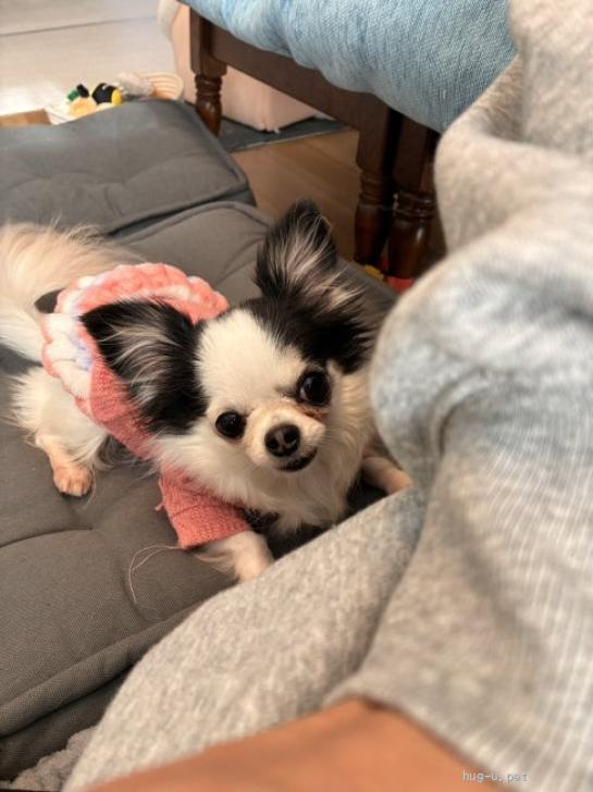 犬の里親募集】神奈川県・チワワ(ロング)・人懐こいチワワ♀すずめ