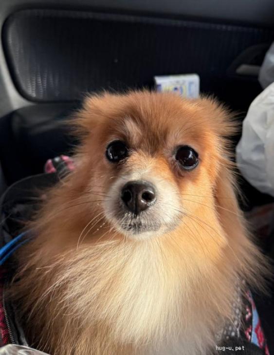 犬の里親募集】神奈川県・ポメラニアン・天真爛漫ポメラニアン♀あつこ